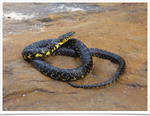 Speckled Kingsnake